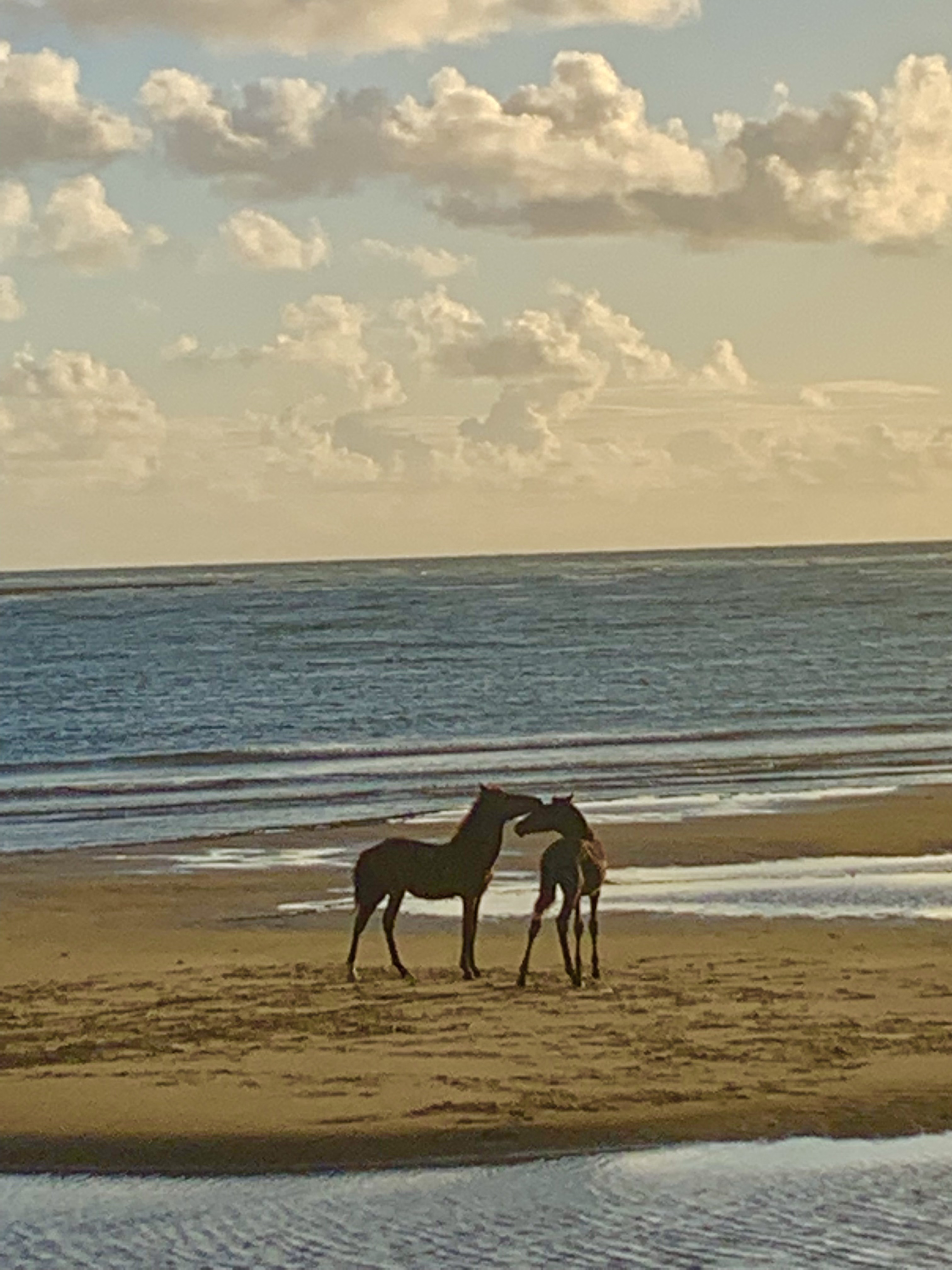 Dois cavalos na praia ao amanhecer com o mar ao fundo